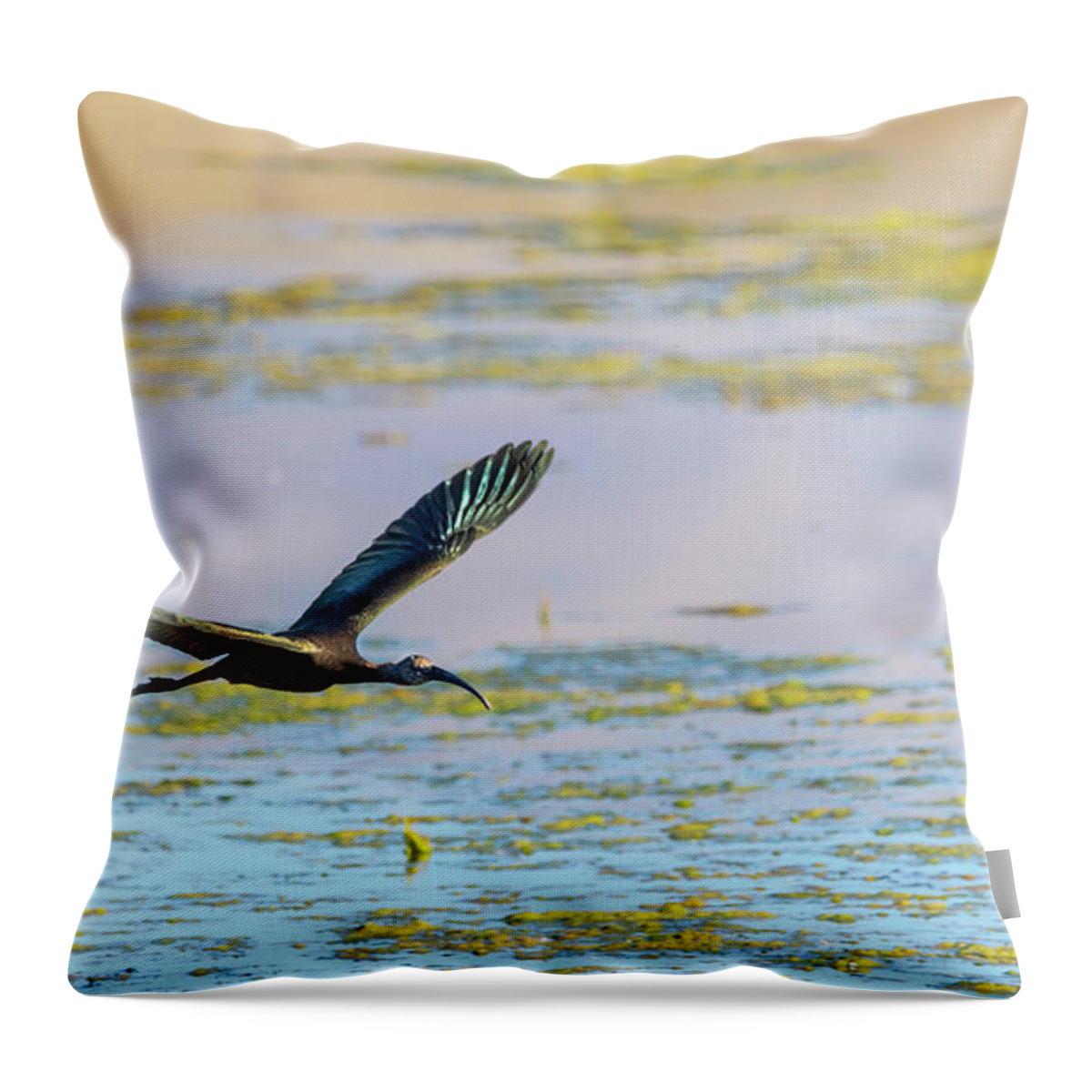 White Faced Ibis Throw Pillow featuring the photograph White Face Ibis in flight 2 by Rick Mosher