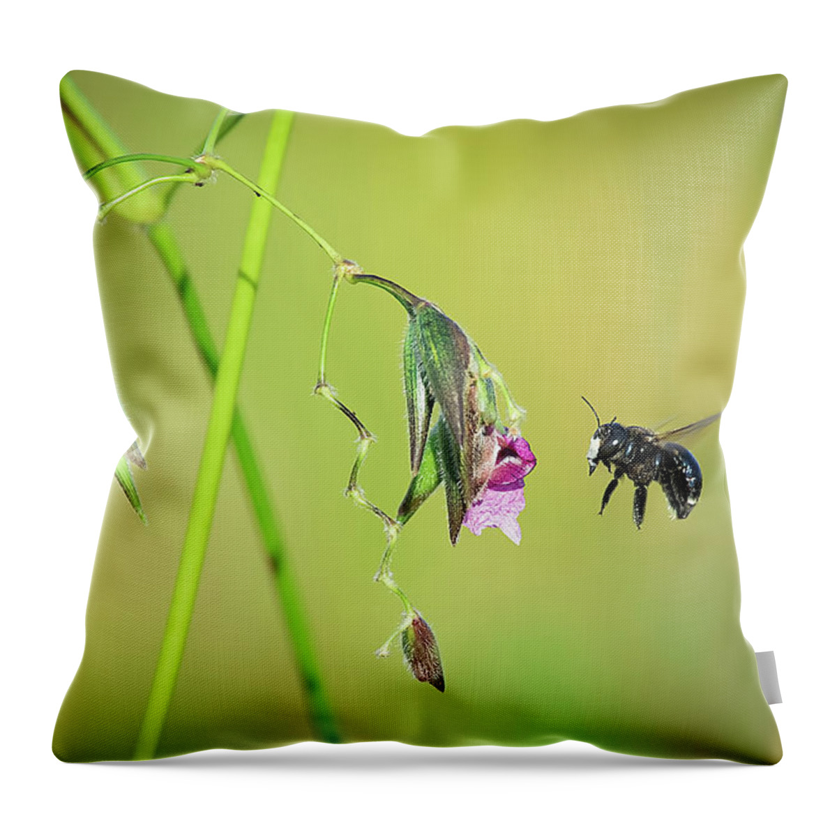 White Throw Pillow featuring the photograph White-Faced Bee by Richard Goldman