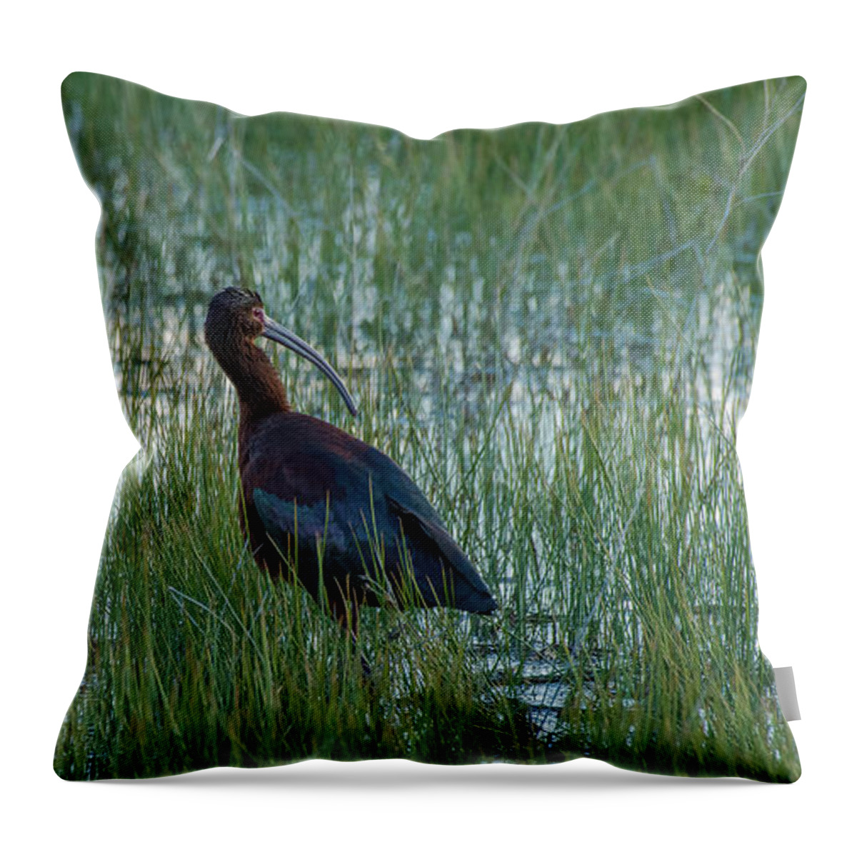 White-faced Ibis Throw Pillow featuring the photograph White-Faced Ibis In Idaho by Yeates Photography