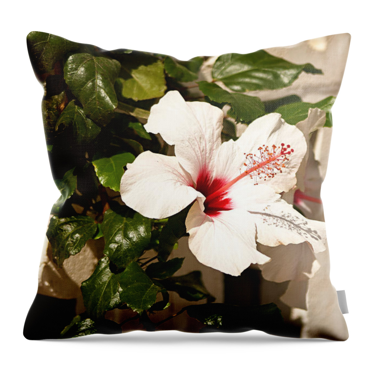 Hibiscus Throw Pillow featuring the photograph White hibiscus by Antonio Ballesteros