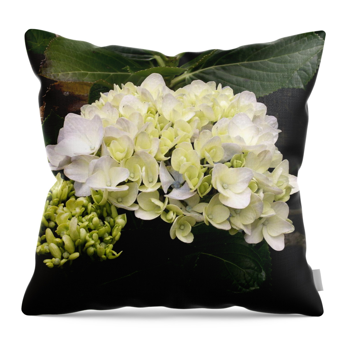 Flower Throw Pillow featuring the photograph White Hydrangeas by Amy Fose