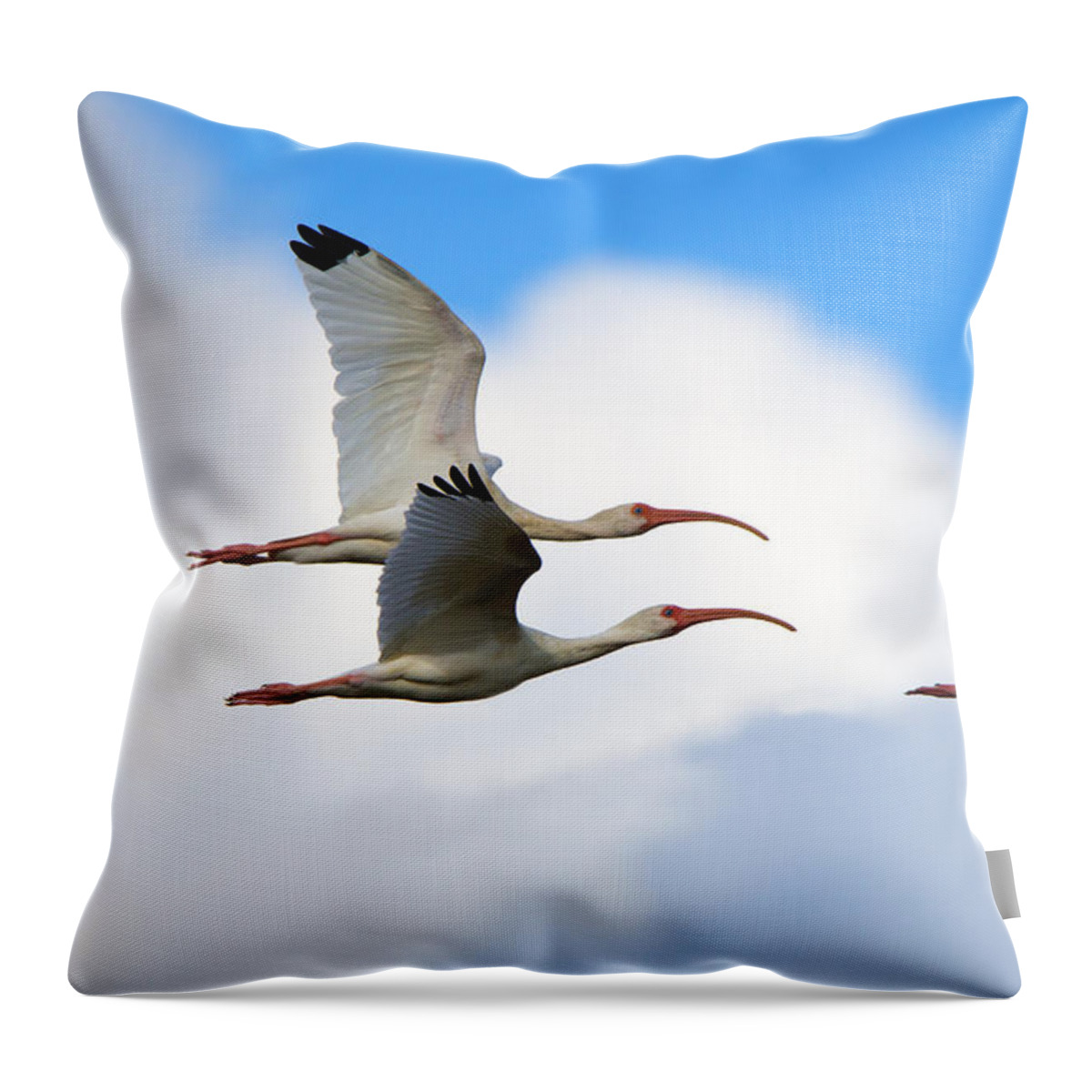 White Ibis Throw Pillow featuring the photograph White Ibis Flock by Michael Dawson