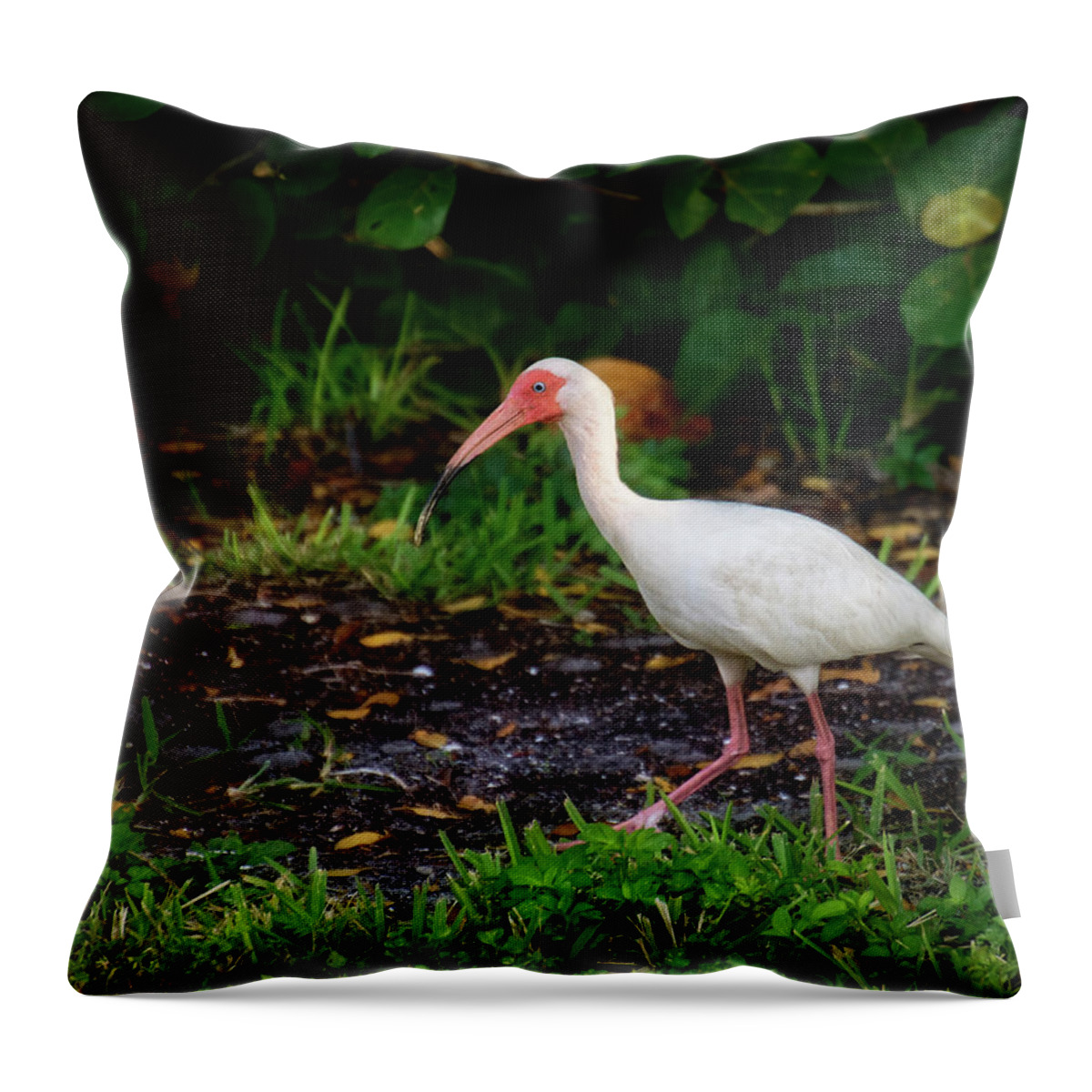 Ding Darling National Wildlife Refuge Throw Pillow featuring the photograph White Ibis In The Grass by Greg and Chrystal Mimbs
