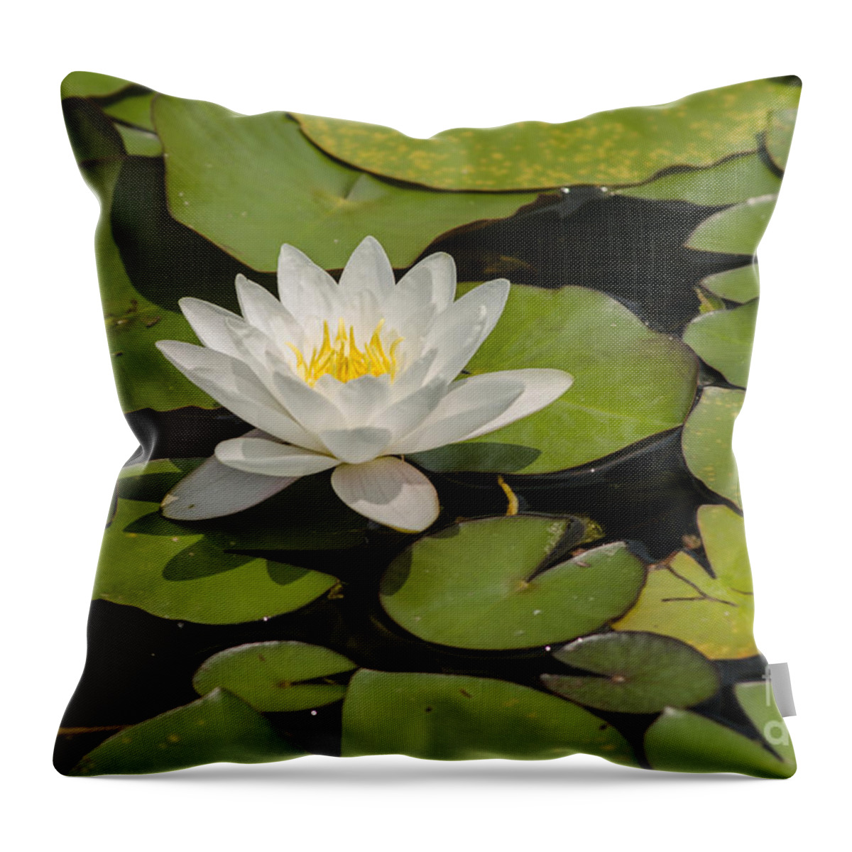 Lilypads Throw Pillow featuring the photograph White Lotus Flower by JT Lewis