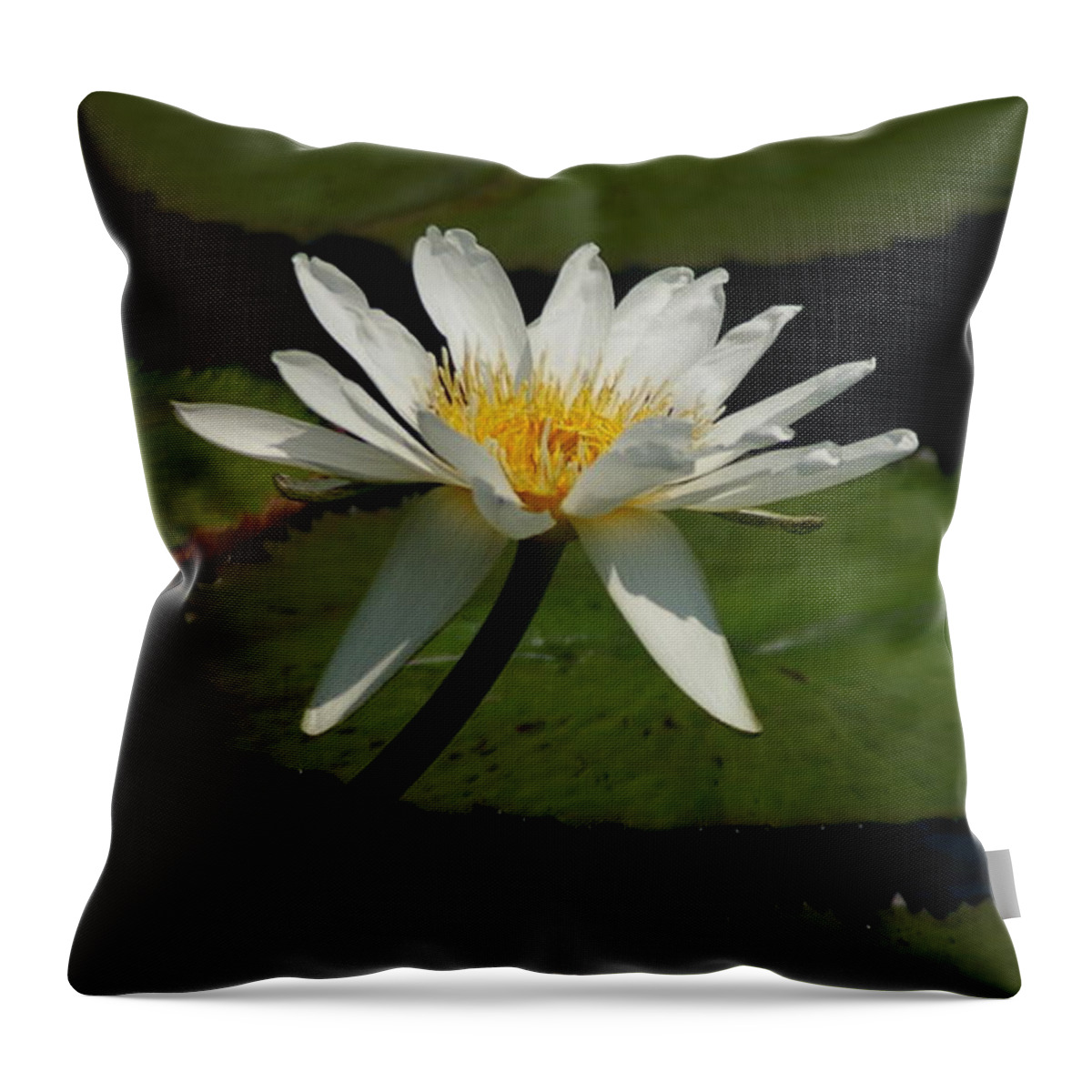 White Throw Pillow featuring the photograph White Lotus Waterlily by Jackie Irwin