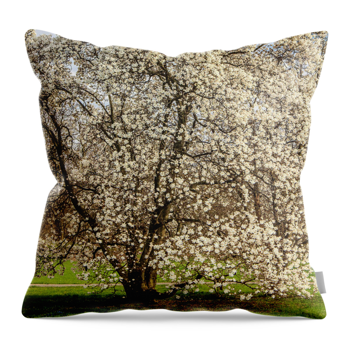 Full Throw Pillow featuring the photograph White Magnolia Tree in Full Bloom by Joni Eskridge