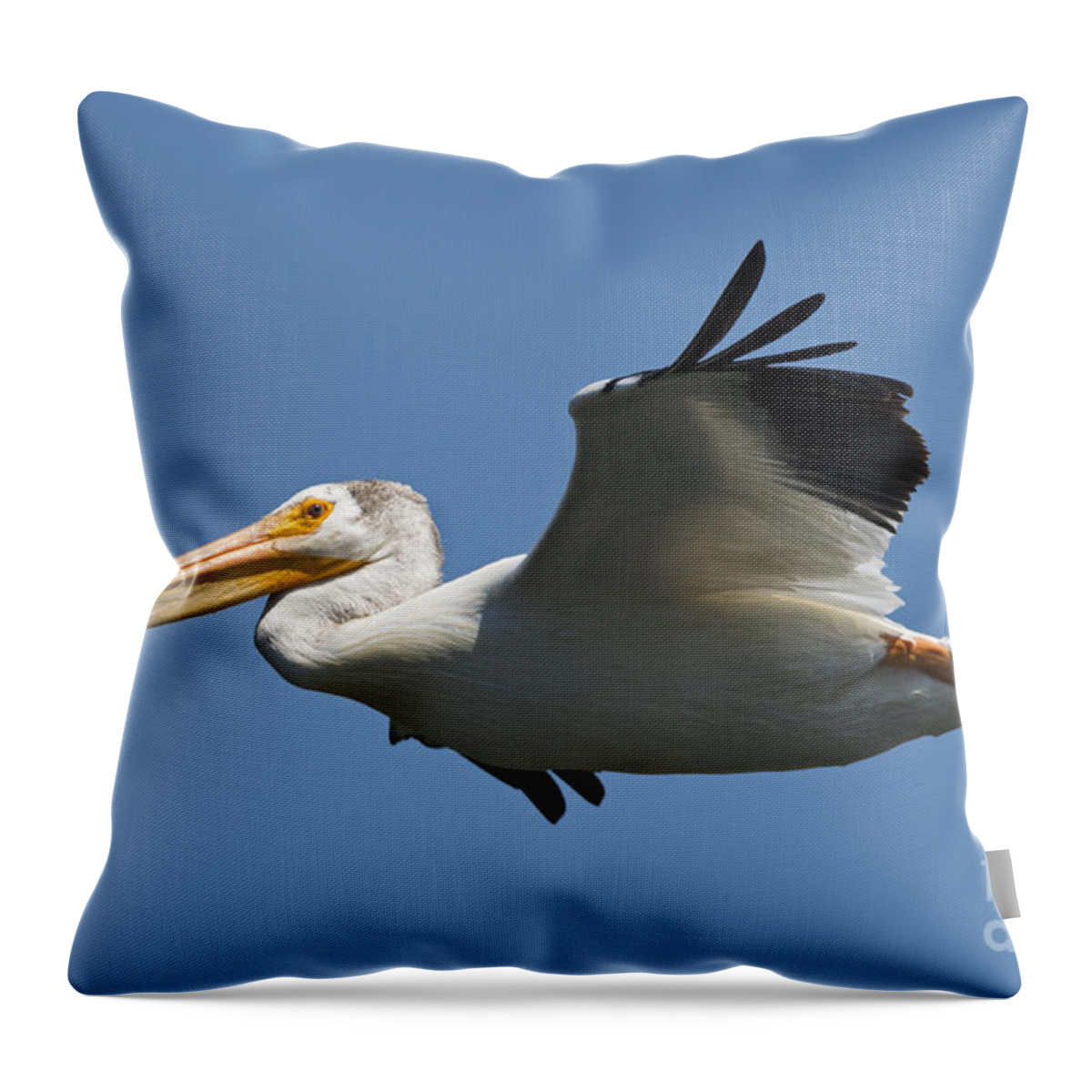 American White Pelican Throw Pillow featuring the photograph White on Blue by Michael Dawson