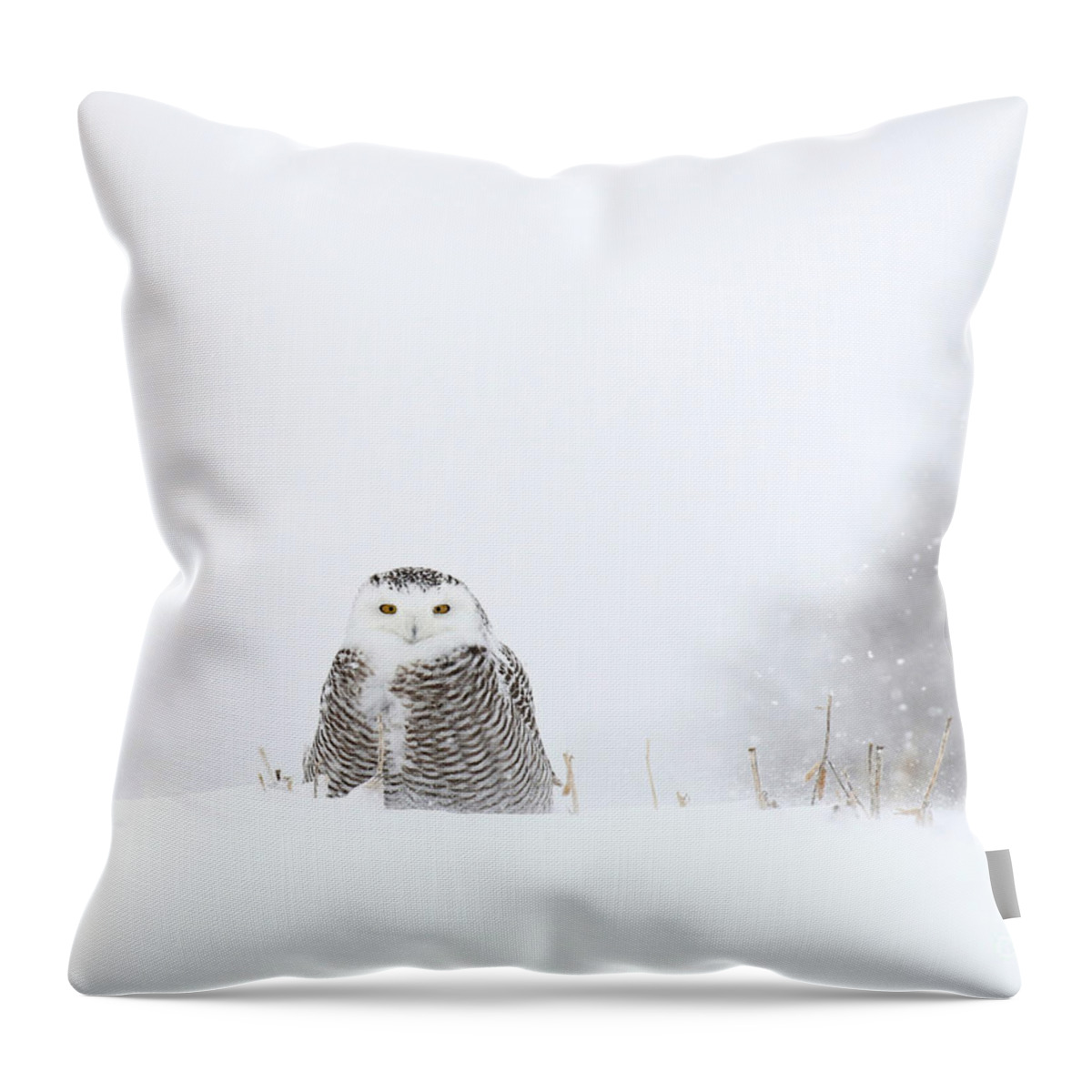 Owl Throw Pillow featuring the photograph White on white by Heather King