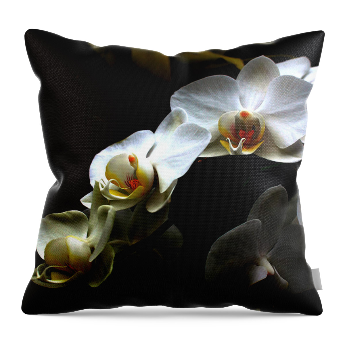 White Orchid On Black Throw Pillow featuring the photograph White orchid with dark background by Jasna Buncic