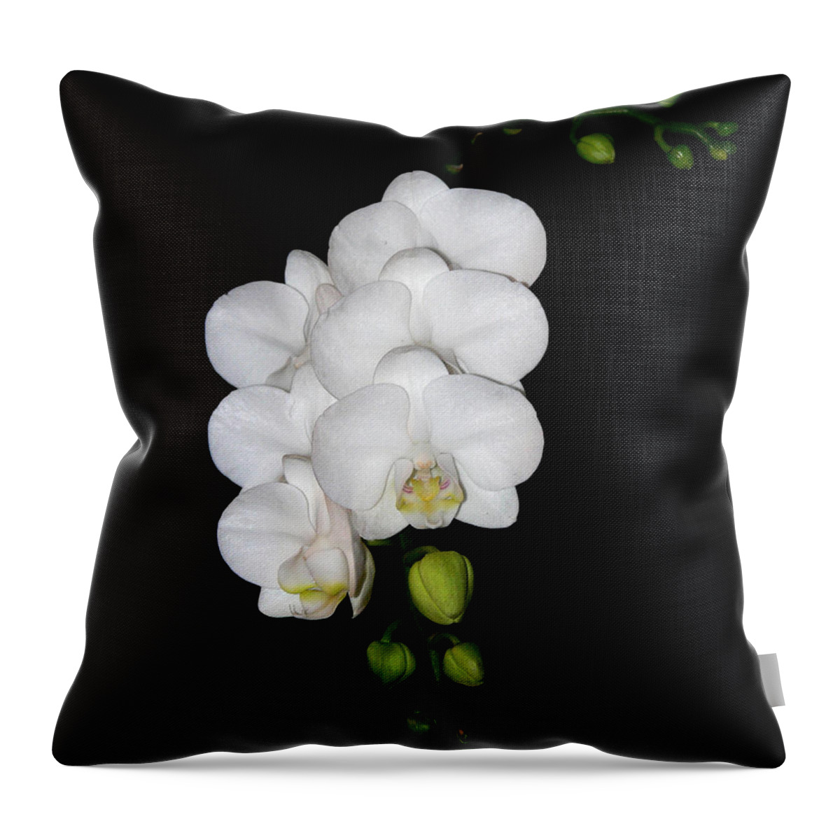 White Throw Pillow featuring the photograph White Orchids on Black by Michele A Loftus