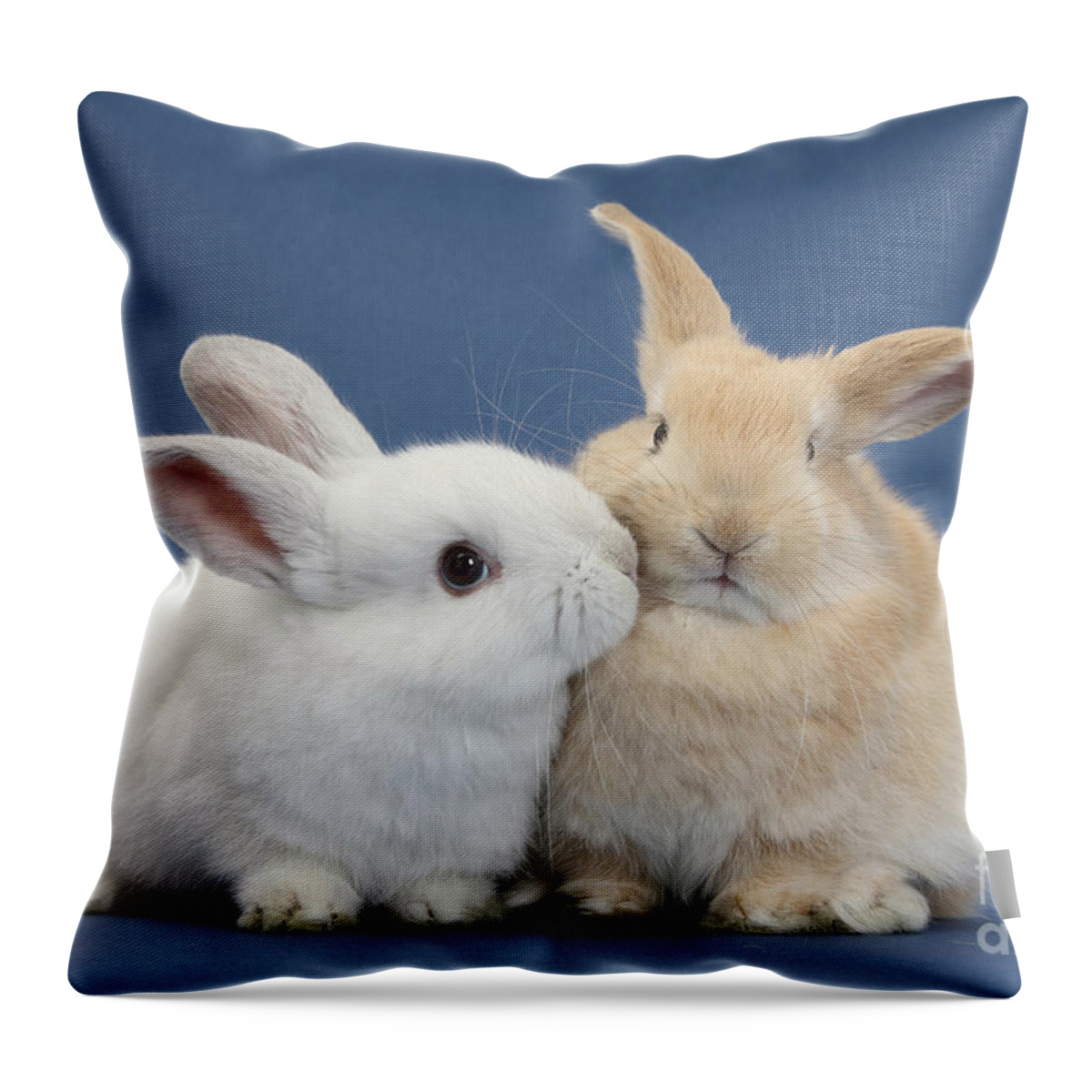 Nature Throw Pillow featuring the photograph White Rabbit And Sandy Rabbit by Mark Taylor
