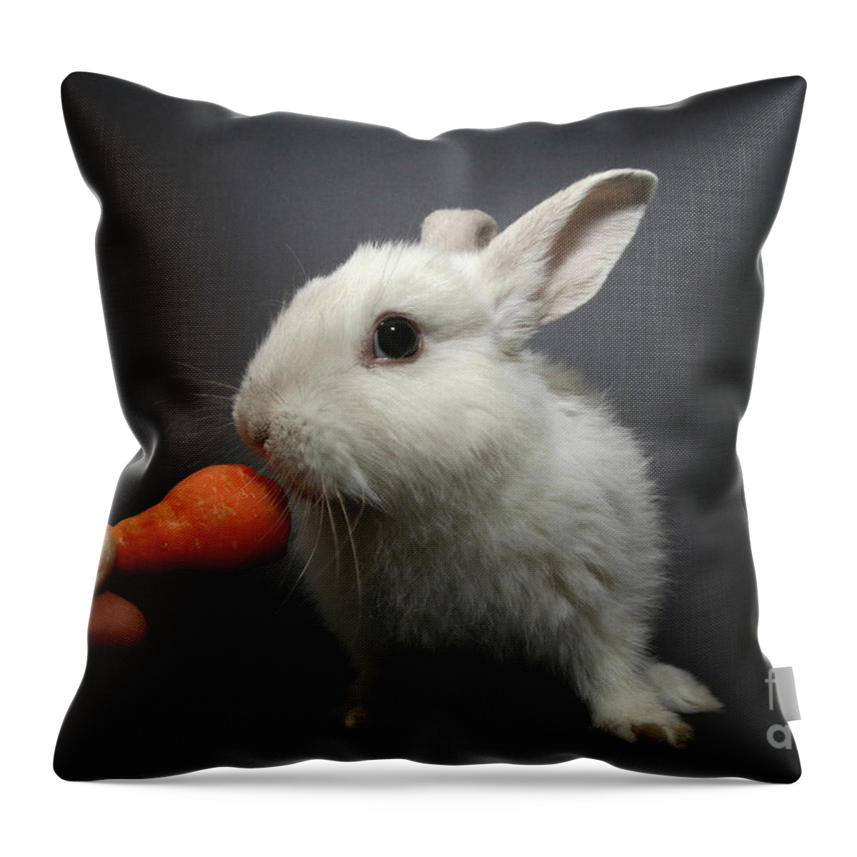 White Throw Pillow featuring the photograph White Rabbit by Yedidya yos mizrachi