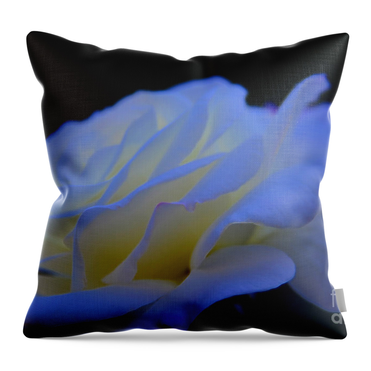 Rose Throw Pillow featuring the photograph White Rose by Elaine Hunter