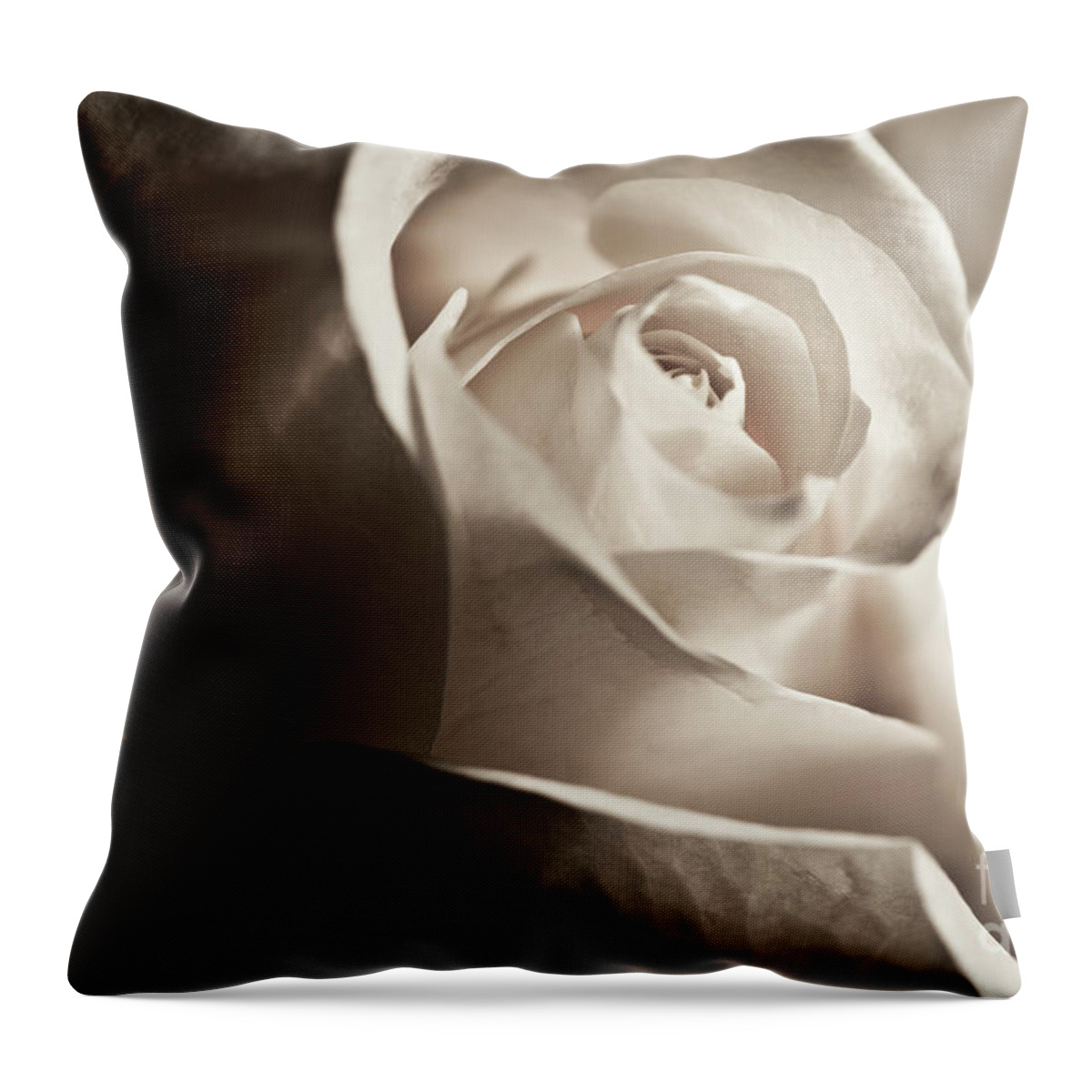 White Rose Throw Pillow featuring the photograph White Rose in sepia 2 by Micah May
