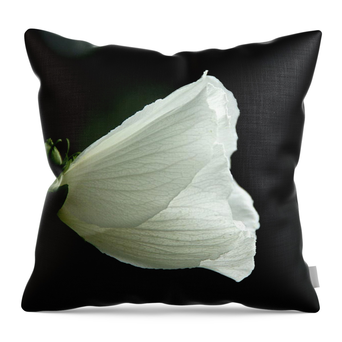 black And White Throw Pillow featuring the photograph White Rose Of Sharon by Byron Varvarigos