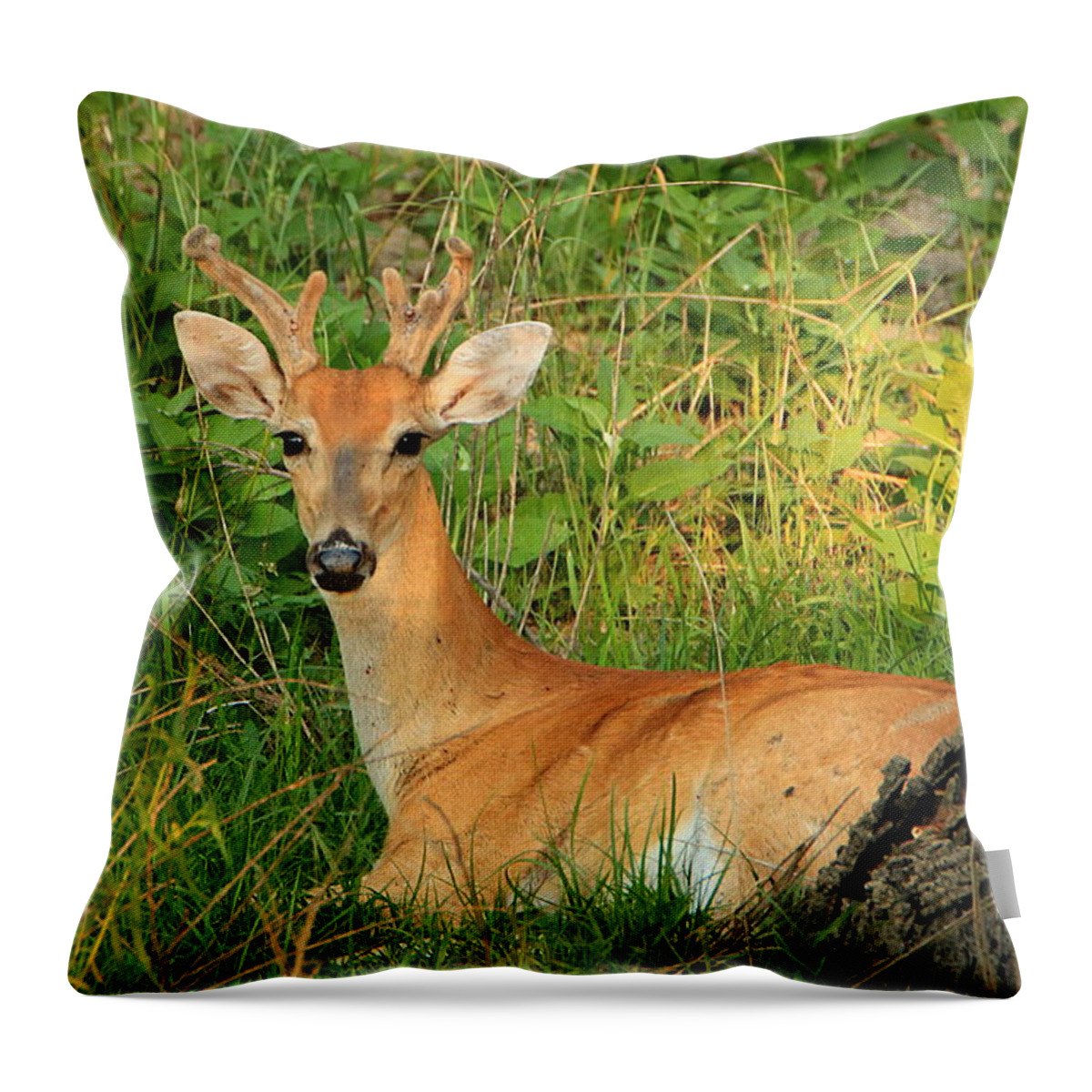 Nature Throw Pillow featuring the photograph White-Tail Buck Resting by Sheila Brown