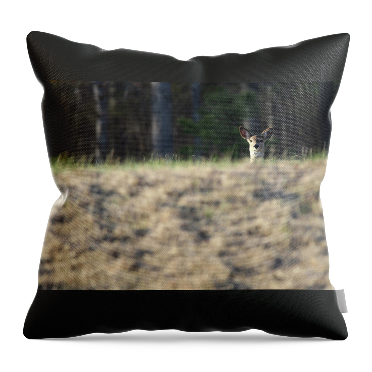 White Tail Deer Throw Pillow featuring the photograph White Tailed Deer Calverton New York by Bob Savage