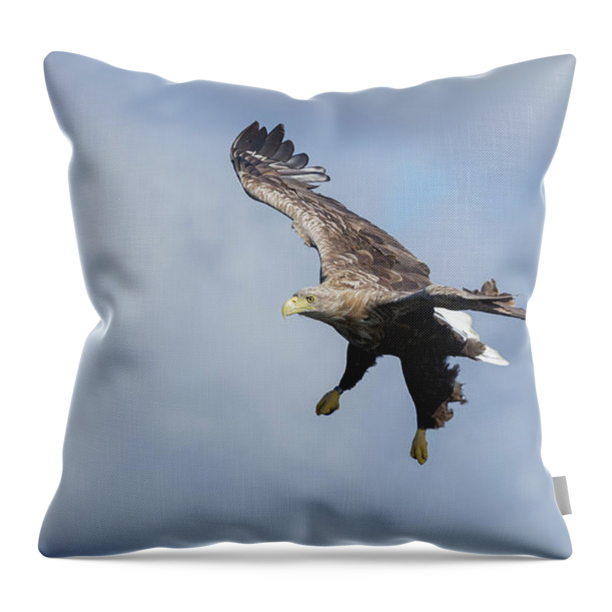White-tailed Eagle Throw Pillow featuring the photograph White-Tailed Eagle Dropping Down by Pete Walkden