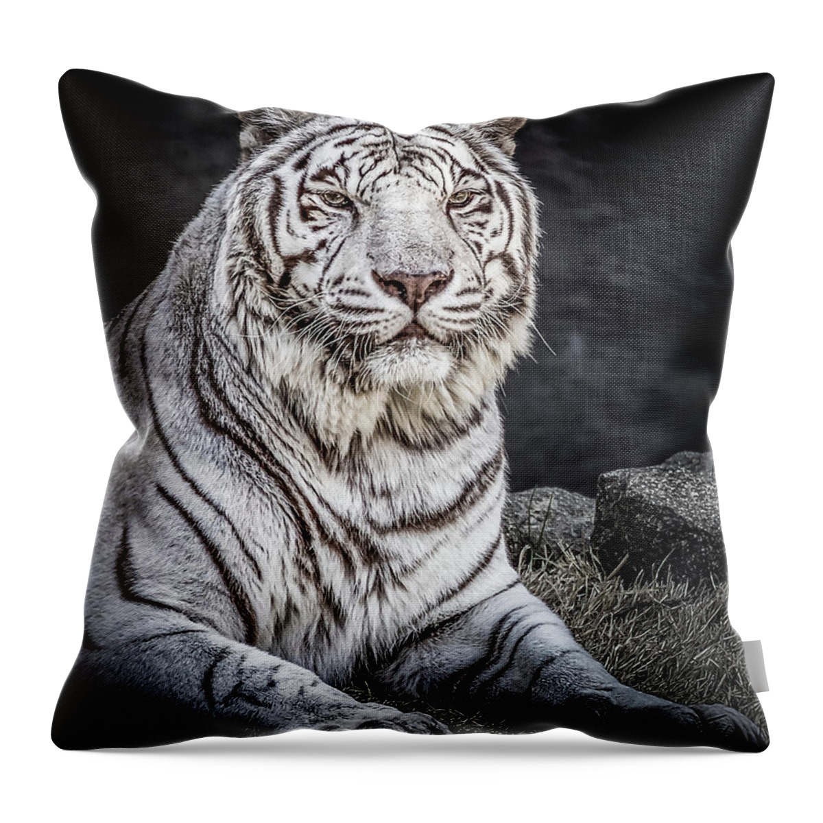 Big Cat Throw Pillow featuring the photograph White Tiger by Ron Pate