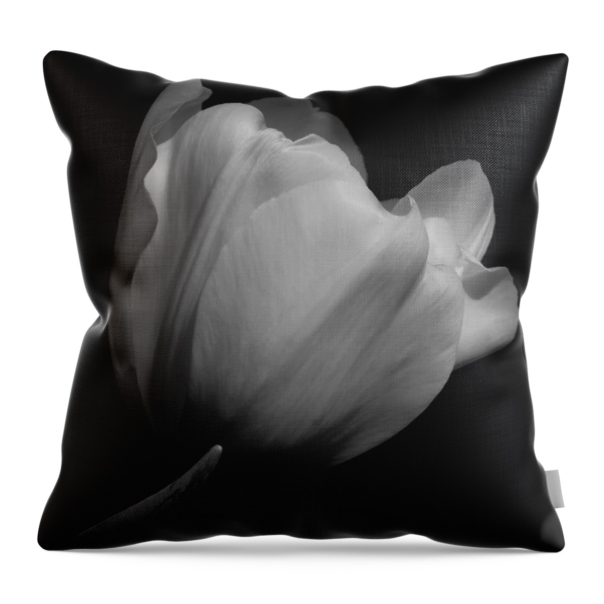 Black And White Tulip Throw Pillow featuring the photograph White Tulip by Anita Adams