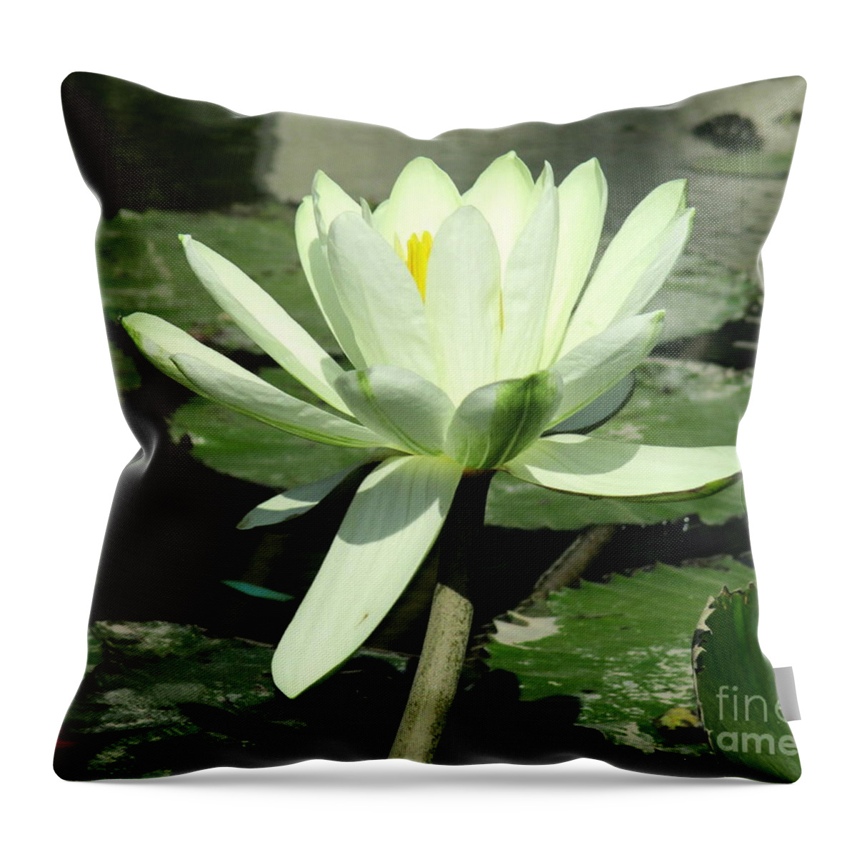 White Water Lilly Throw Pillow featuring the photograph White Water Lily 1 by Randall Weidner