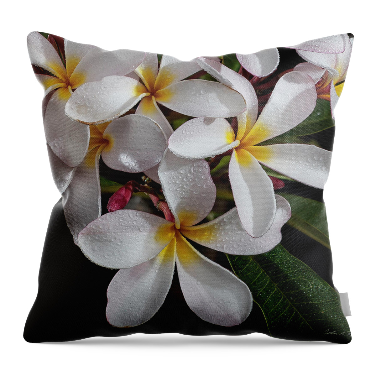 Plumeria Throw Pillow featuring the photograph White/Yellow Plumerias in Bloom by John A Rodriguez