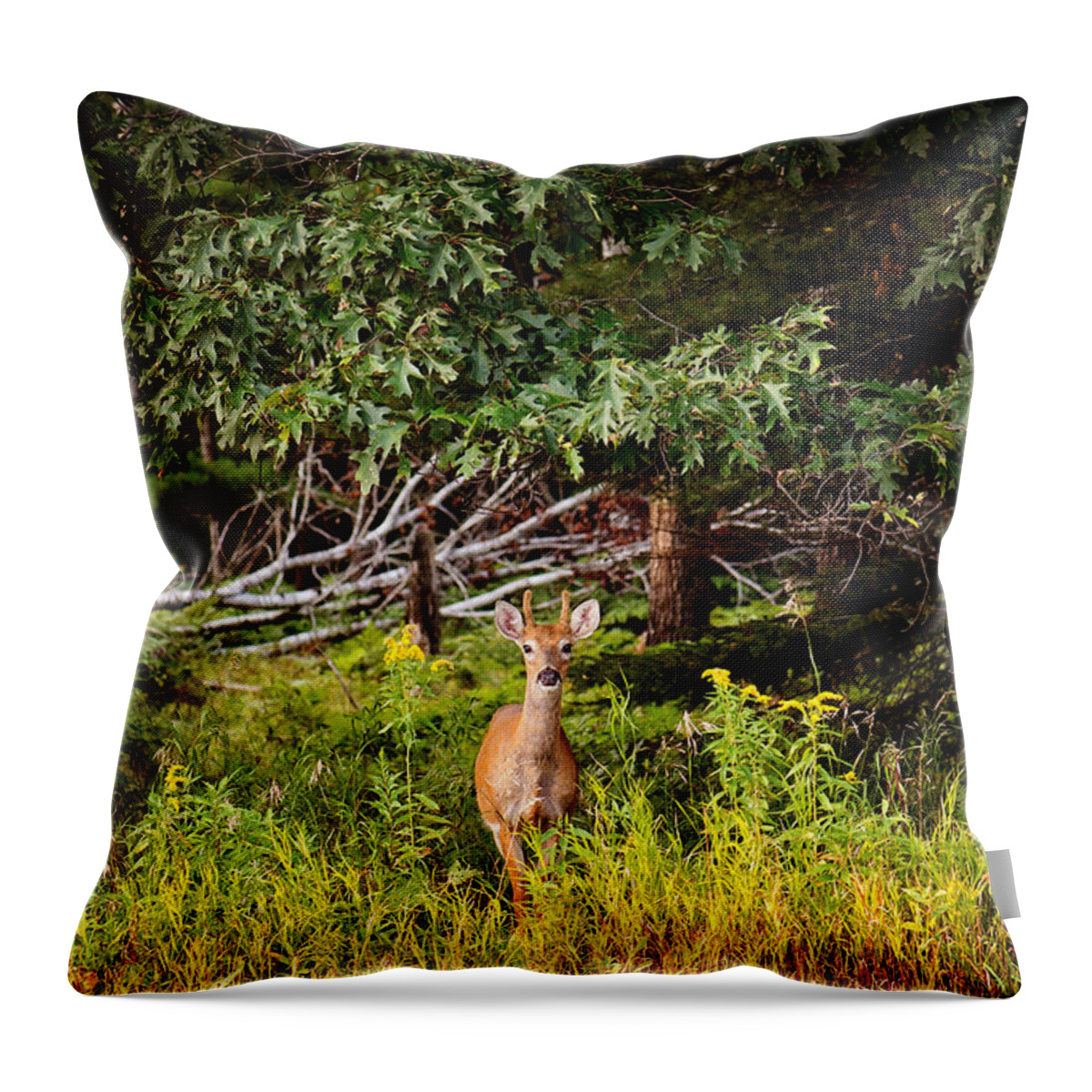 Whitetail Deer Print Throw Pillow featuring the photograph Whitetail Deer Print by Gwen Gibson
