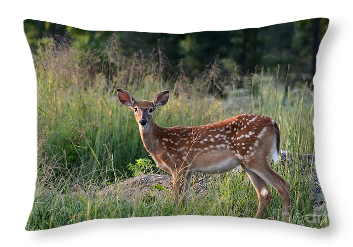 Nature Throw Pillow featuring the photograph Whitetail Fawn by Nava Thompson