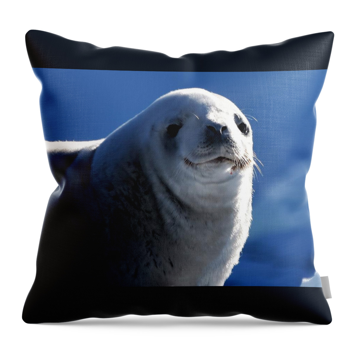 Seal Throw Pillow featuring the photograph Who me? by Chris Hanlon