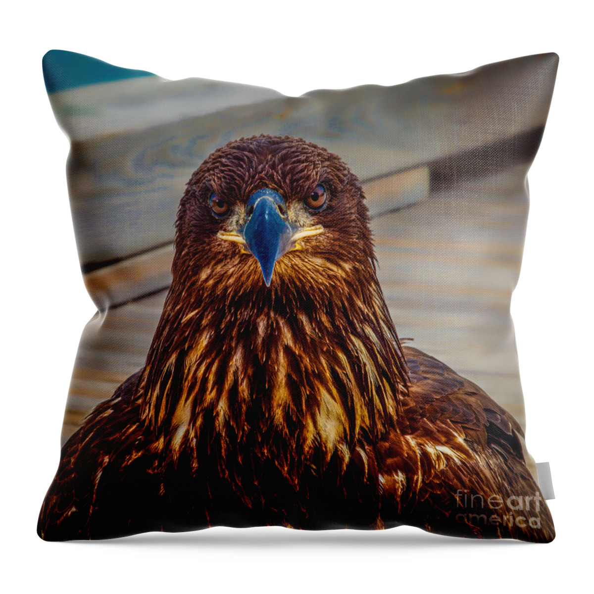 Bald Throw Pillow featuring the photograph Who You Looking At? by Roger Monahan