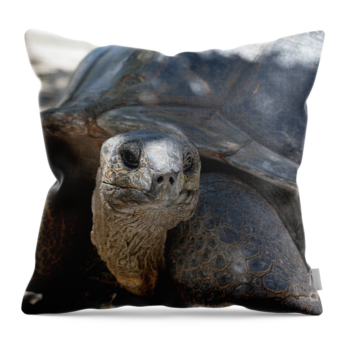 Tortoise Throw Pillow featuring the digital art Why are you looking at me? by Jack Ader