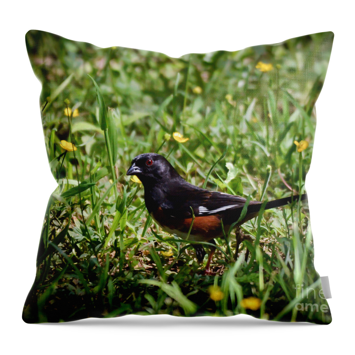 Eastern Towhee Throw Pillow featuring the photograph Wild Birds - Eastern Towhee Male in the Buttercups by Kerri Farley