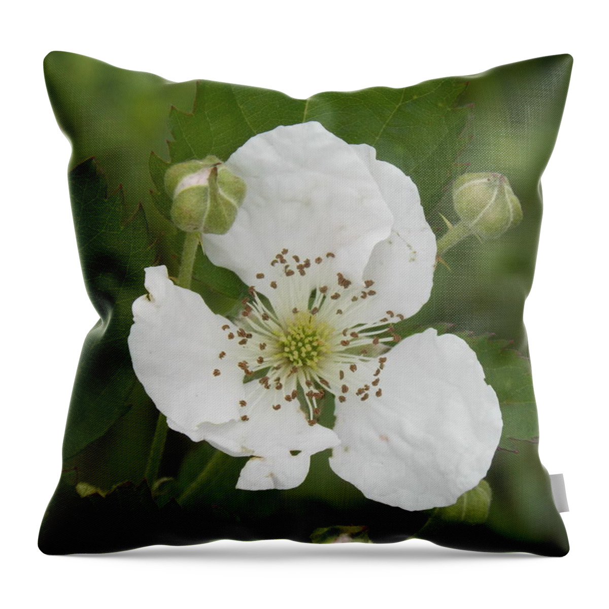 Black Throw Pillow featuring the photograph Wild Black Berry Blooms by Virginia White