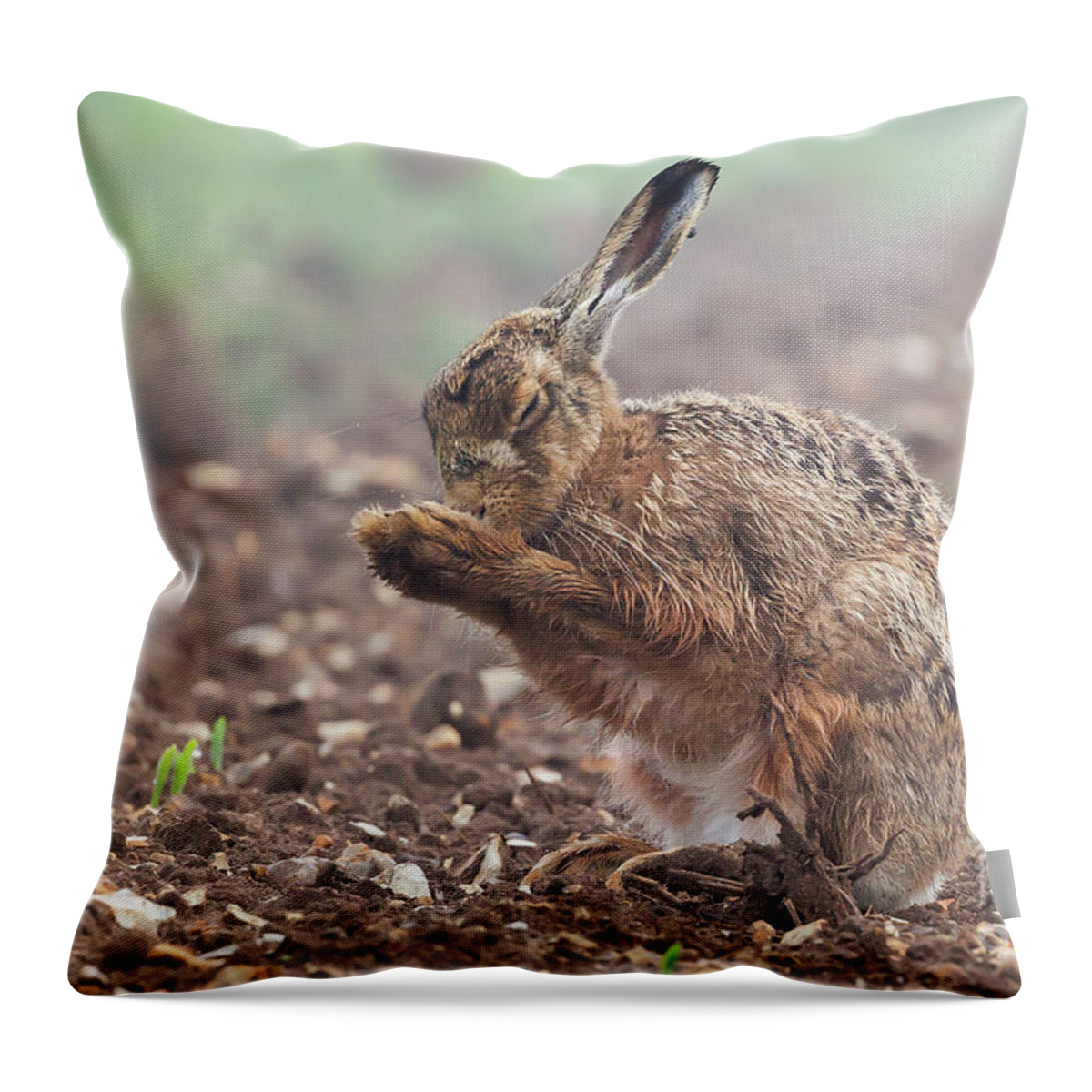 Hare Throw Pillow featuring the photograph Wild brown hare with eyes closed, having a morning wash 0124 by Simon Bratt