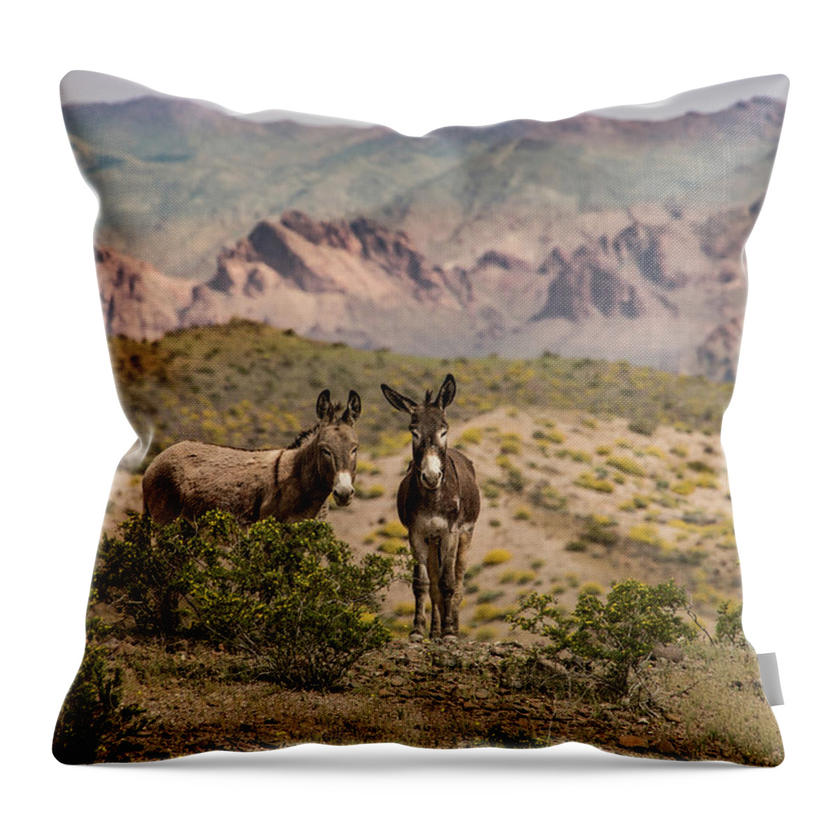 Burros Throw Pillow featuring the photograph Wild Burros at Lake Mead by Janis Knight