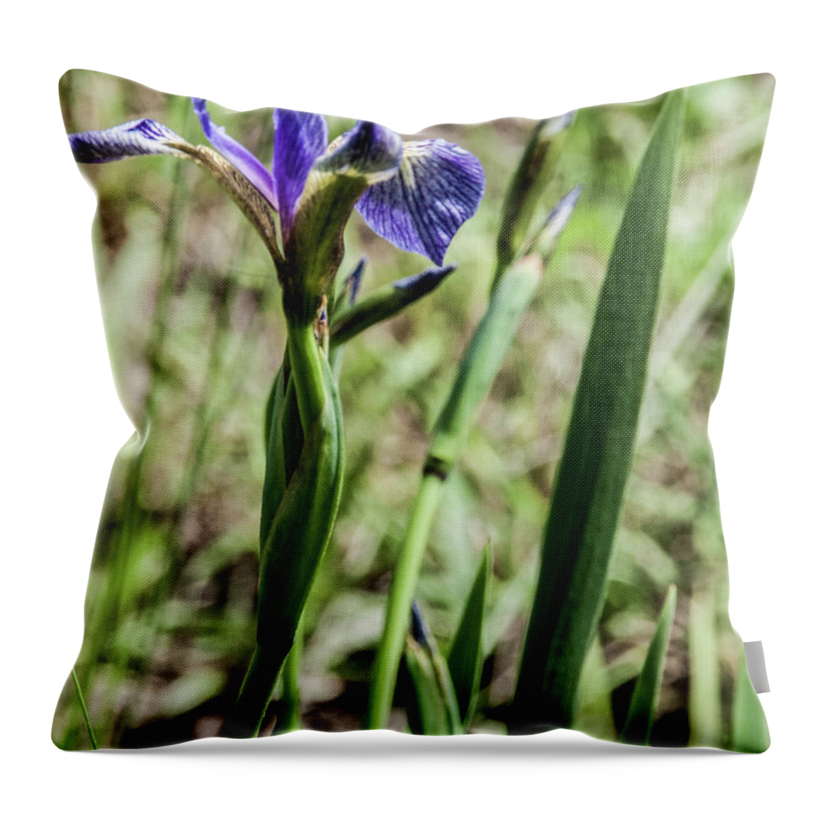 Iris Flower Throw Pillow featuring the photograph WIld Maine Iris by Daniel Hebard