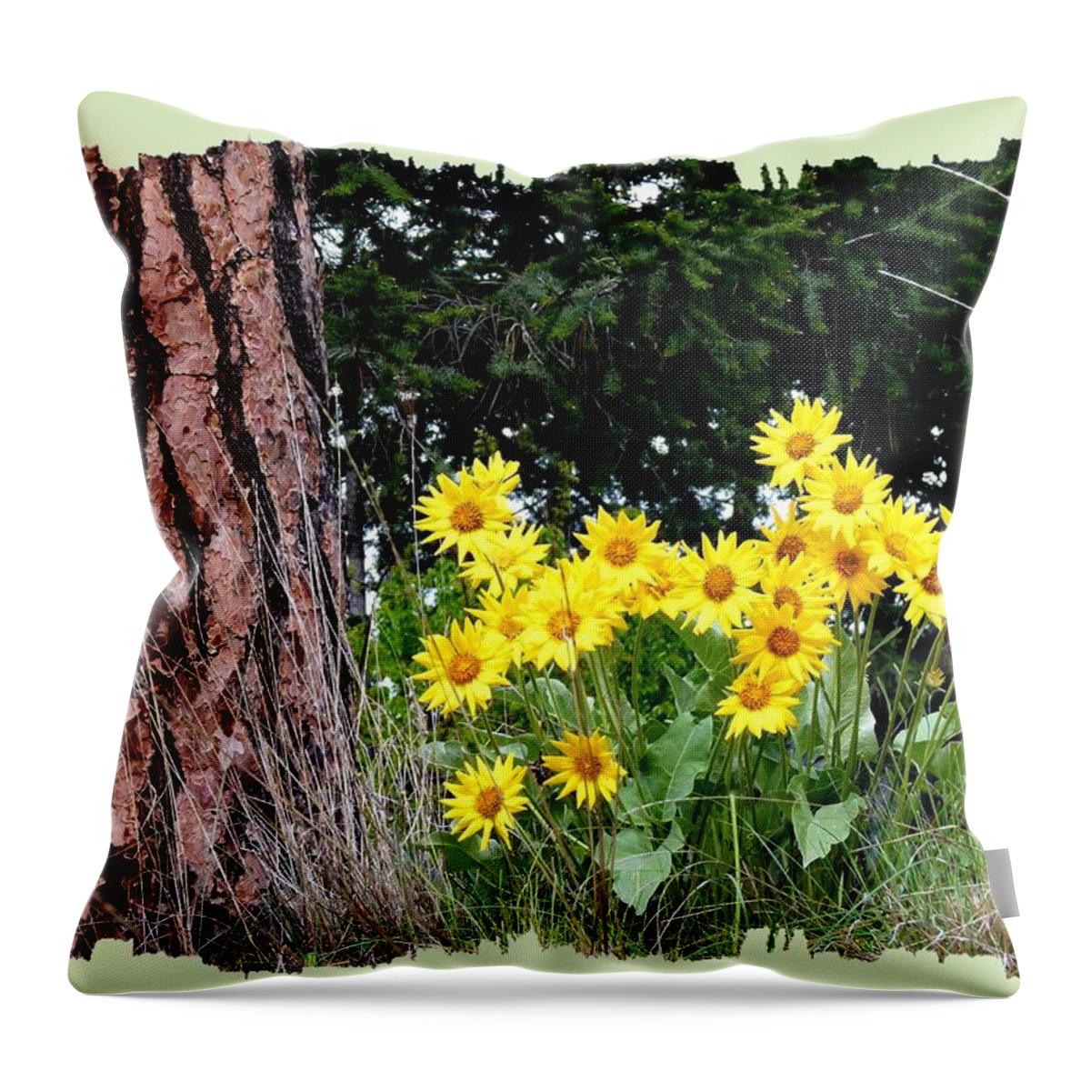 Wild Oyama Sunflowers Throw Pillow featuring the photograph Wild Oyama Sunflowers by Will Borden