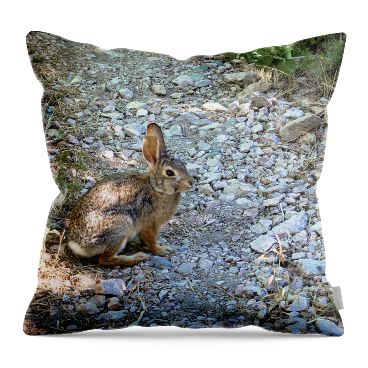 K. Bradley Washburn Throw Pillow featuring the photograph Wild Rabbit by K Bradley Washburn