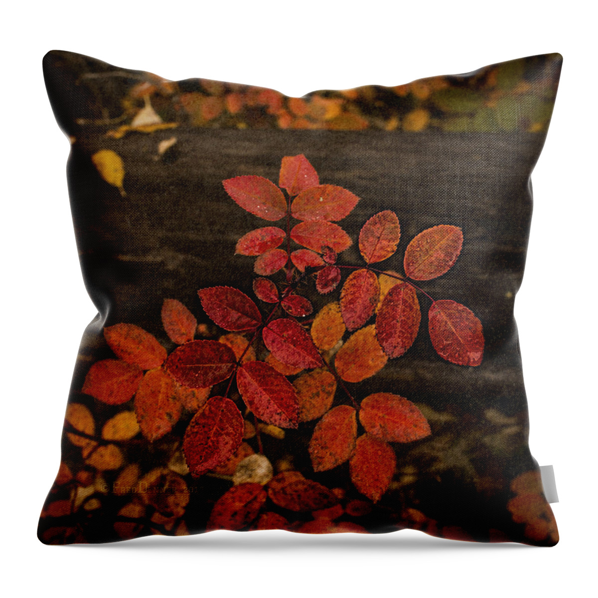 Plant Throw Pillow featuring the photograph Wild Rose Leaves by Fred Denner