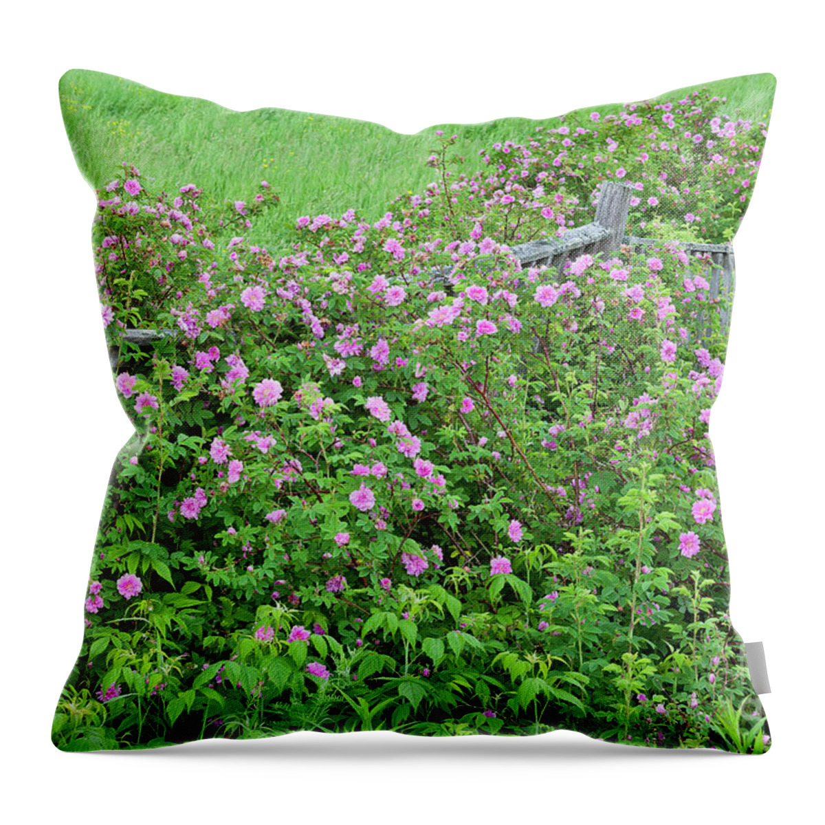 Rose Throw Pillow featuring the photograph Wild Roses by Alan L Graham