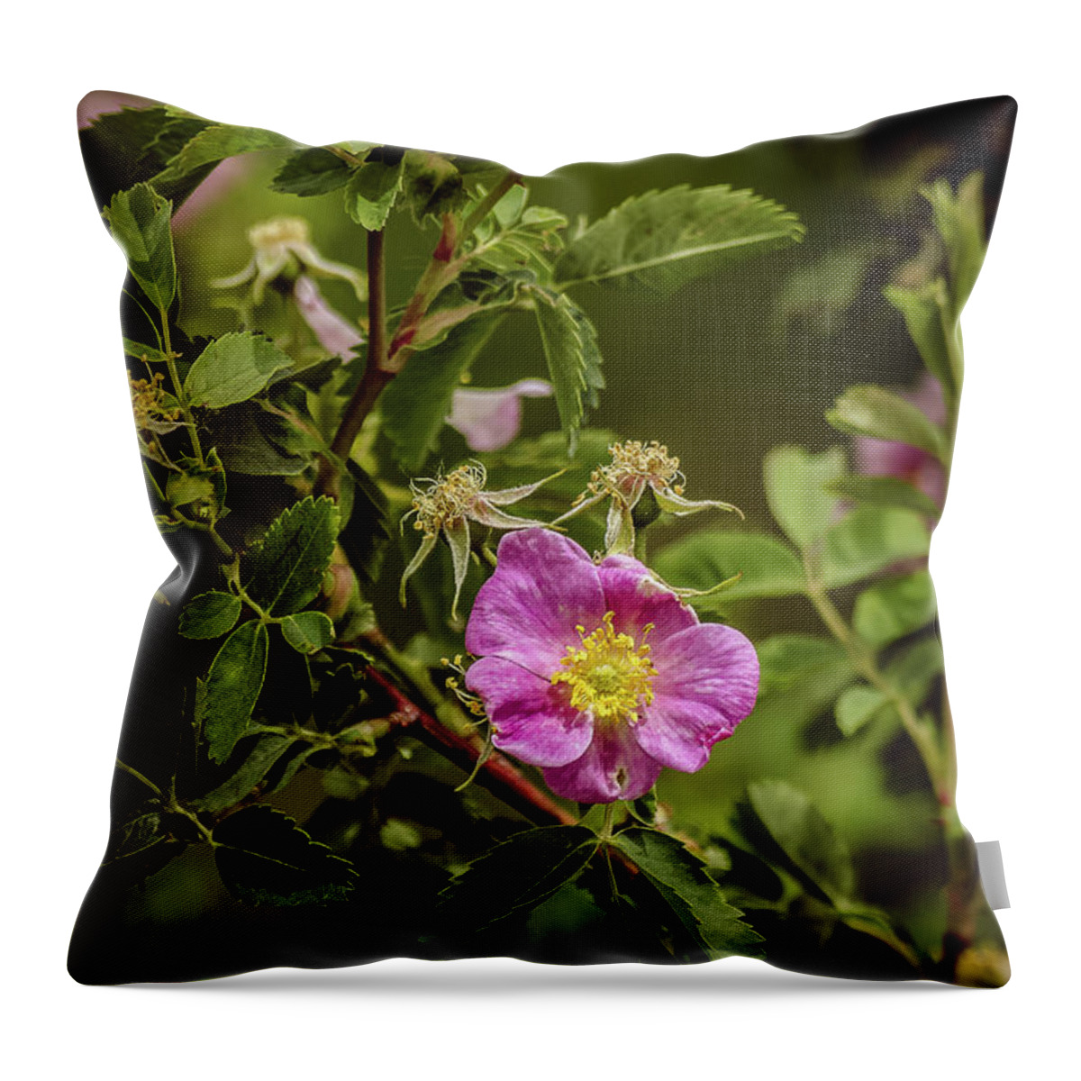 Summer Throw Pillow featuring the photograph Wild Roses Of Summer by Yeates Photography