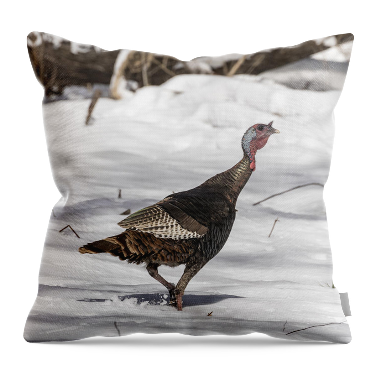 Wild Turkey Throw Pillow featuring the photograph Wild Turkey 2016-1 by Thomas Young