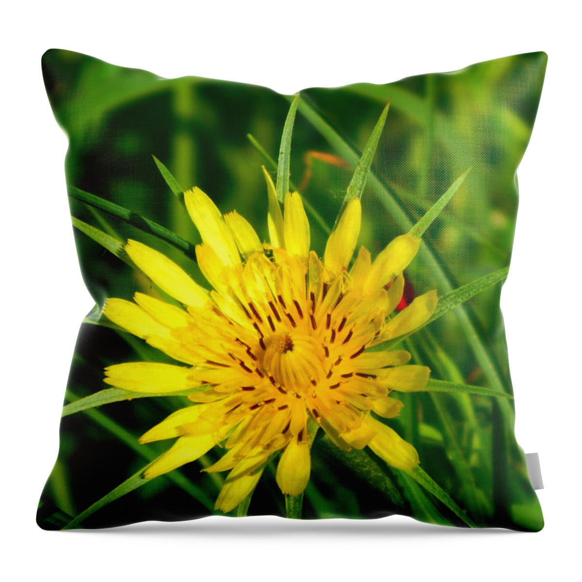 Oklahoma Throw Pillow featuring the photograph Wildflower by Virginia White