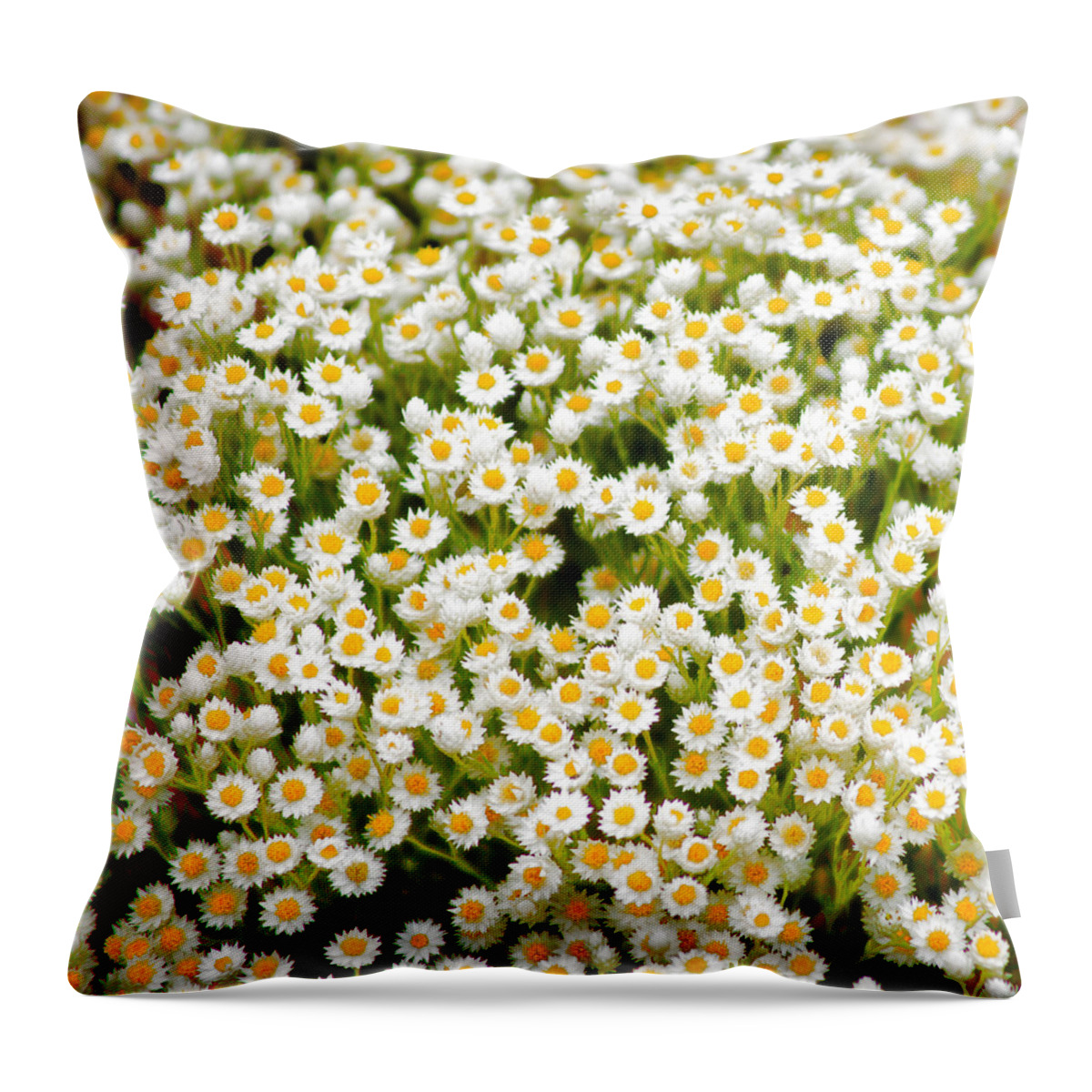 Flowers Throw Pillow featuring the photograph Wildflowers by Holly Kempe