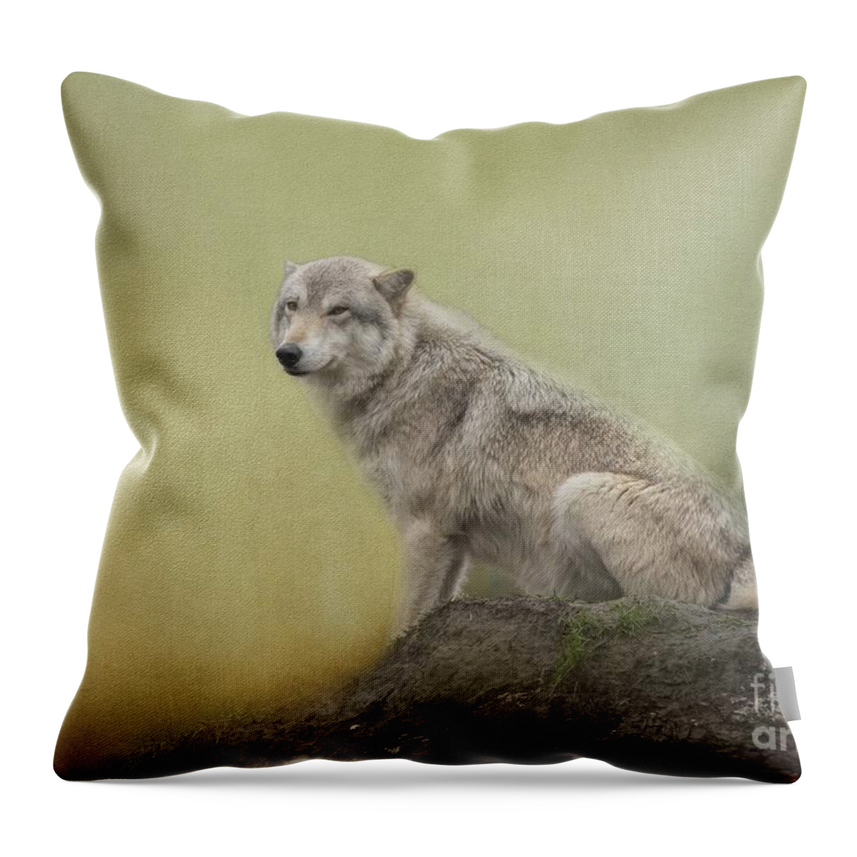 Alaskan Timber Wolf Throw Pillow featuring the photograph Wildlife Alaska by Eva Lechner