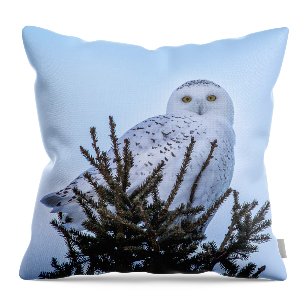 Wildlife Throw Pillow featuring the photograph Wildlife Snowy Owl -3408 by Norris Seward