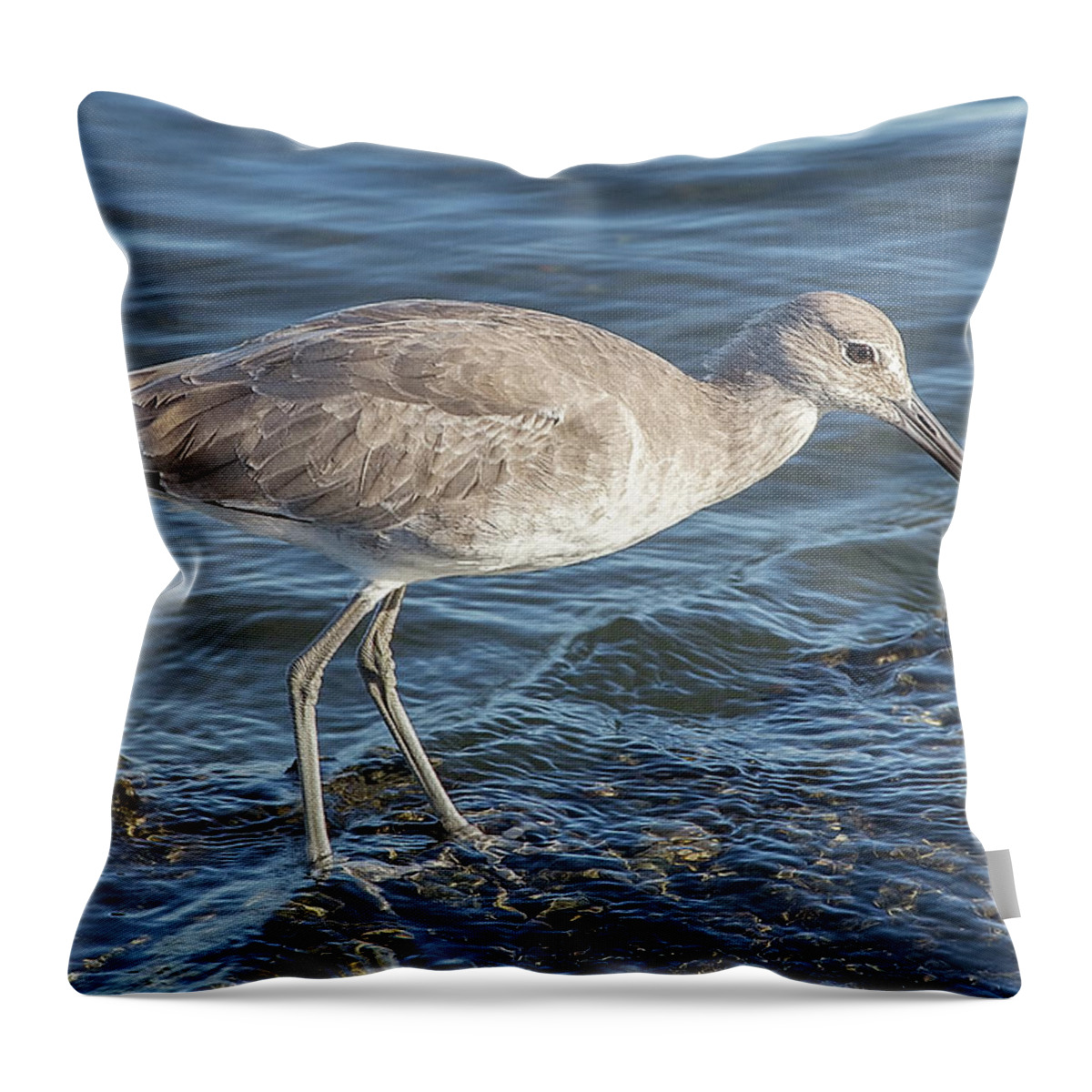 Bird Key Park Throw Pillow featuring the photograph Willet in Winter Plumage by Richard Goldman