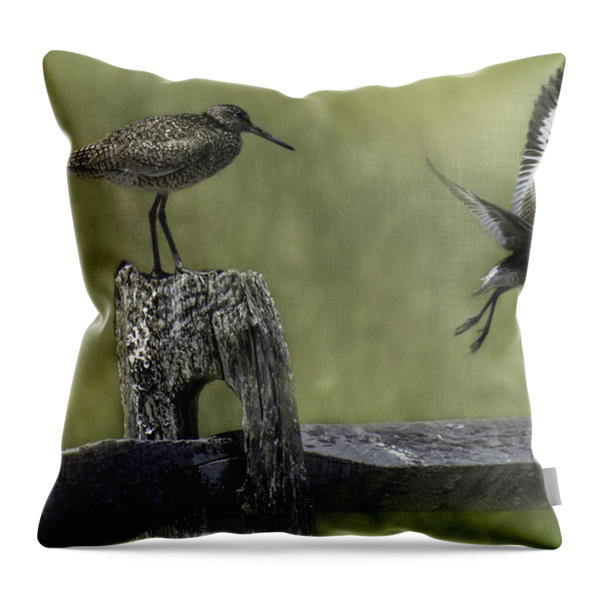 Willet Throw Pillow featuring the photograph Willet by Mary Clough