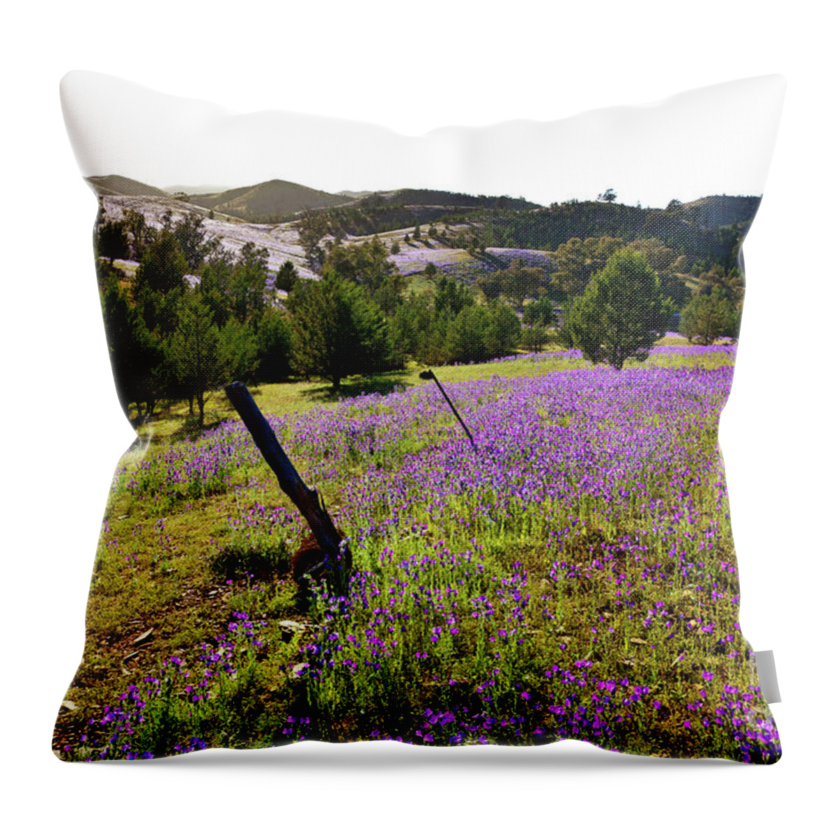 Willow Springs Station Flinders Range South Australia Australian Landscape Landscapes Outback Salvation Jane Wild Flowers Native Pine Tree Trees Throw Pillow featuring the photograph Willow Springs Station by Bill Robinson