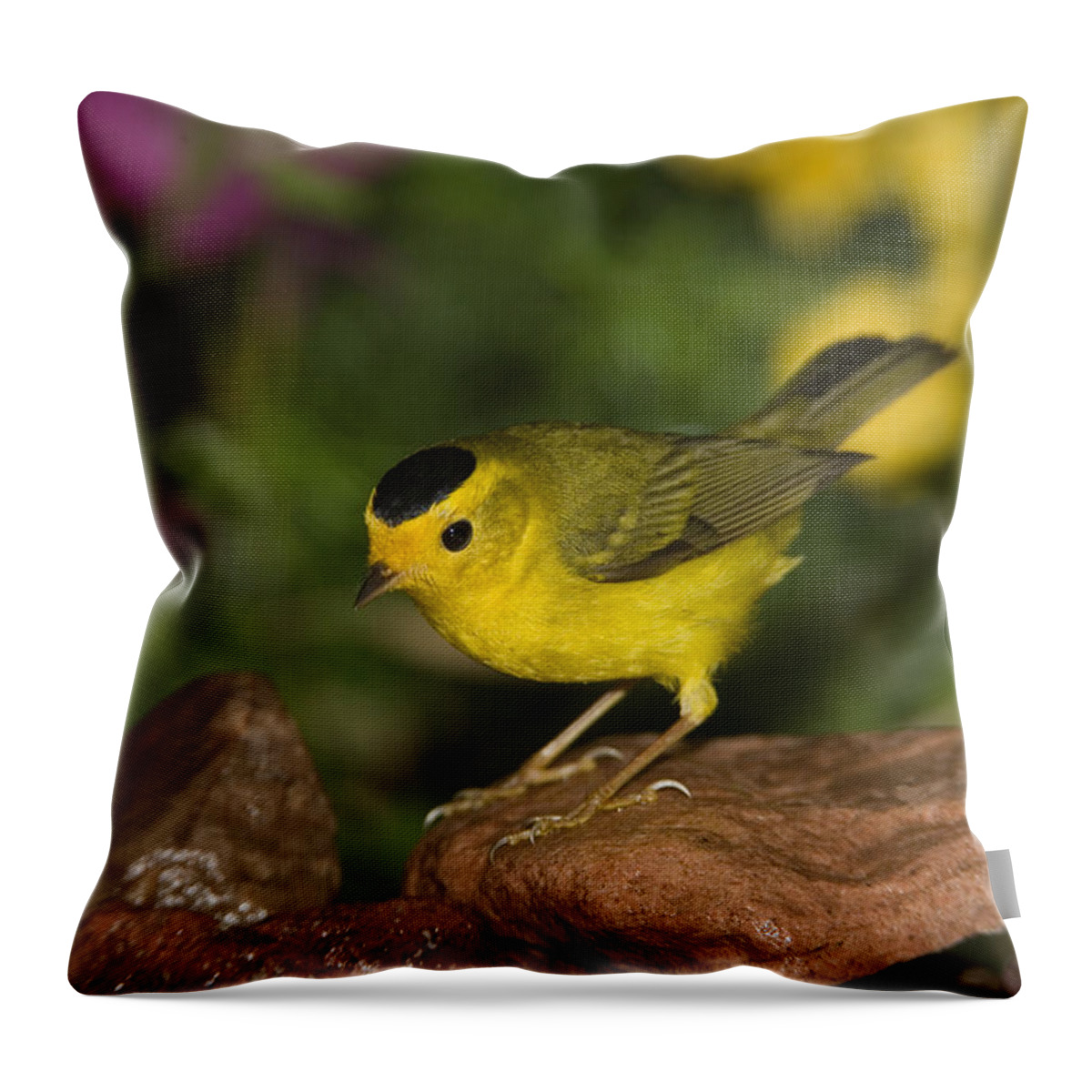 Mp Throw Pillow featuring the photograph Wilsons Warbler Wilsonia Pusilla Male by Tom Vezo